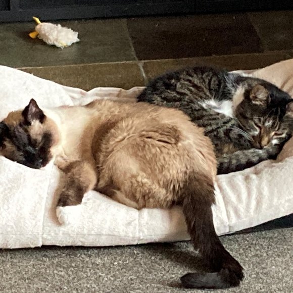 Meet your Posher, Lisa - Picture 1 of 1